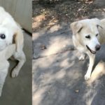 cleo-cagnolina-anziana-cerca-casa