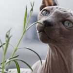 gatto-sphynx