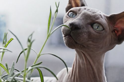 Piante velenose per gatto e cane, quali sono? thumb