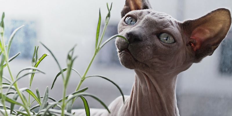 Piante velenose per gatto e cane, quali sono? cover