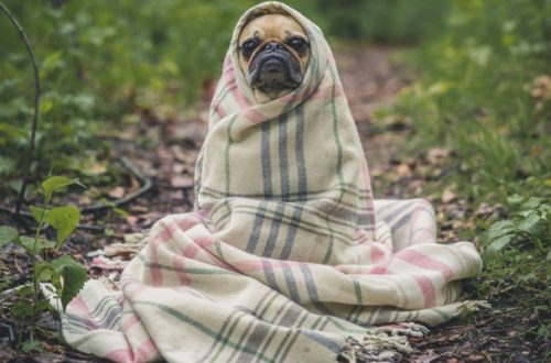 Cappottini, impermeabili e maglioncini per cani, a ognuno il suo thumb