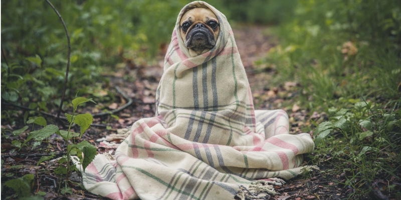 Cappottini, impermeabili e maglioncini per cani, a ognuno il suo cover
