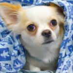 chihuahua-sul-letto