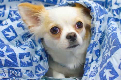 Cucce per chihuahua, quali sono quelle più adatte? thumb