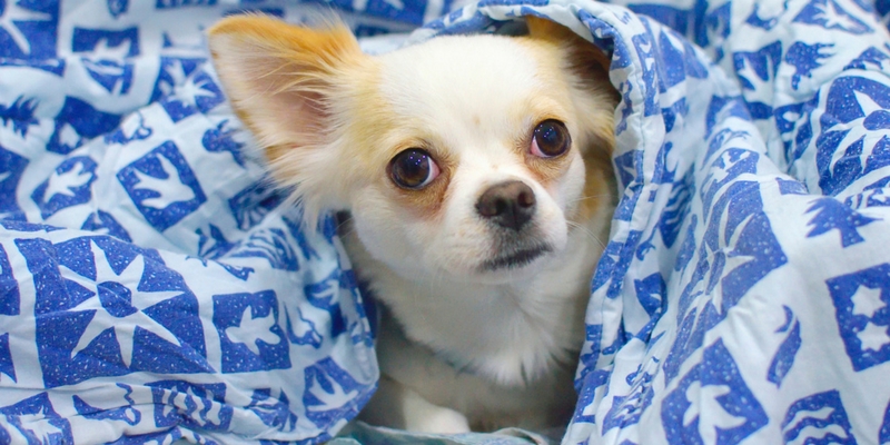 Cucce per chihuahua, quali sono quelle più adatte? cover