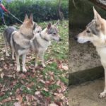 cani-lupo-cecoslovacco