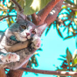 gatto in appartamento