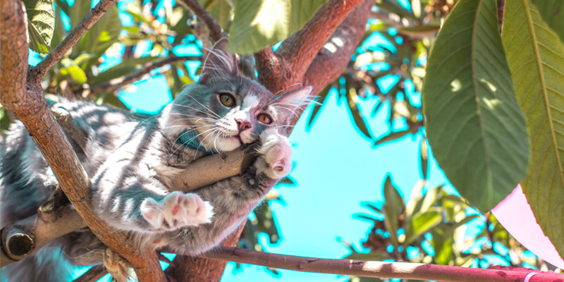 Gatto in appartamento, l’importanza di muoversi in altezza cover