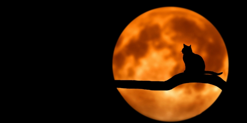 Halloween, una maledizione per i gatti neri? cover
