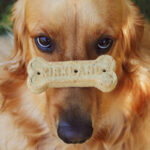 snack per cani e gatti
