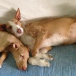 cani-levrieri-adottati
