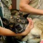 cane-dal-veterinario