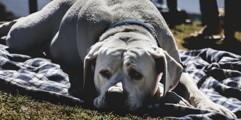 Dolore nel cane e nel gatto, un nemico subdolo da non sottovalutare cover