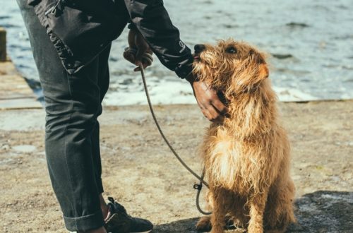Volontariato, quando l’uomo è il miglior amico del cane thumb