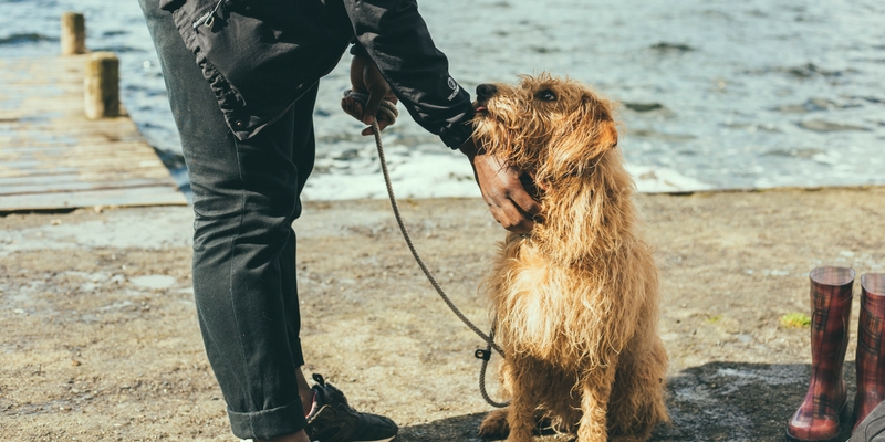 Volontariato, quando l’uomo è il miglior amico del cane cover