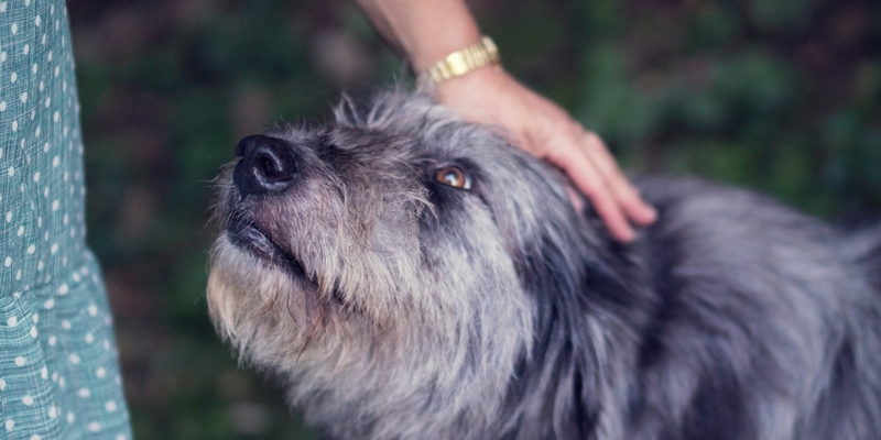 Adozione cani adulti, al bando le paure! cover