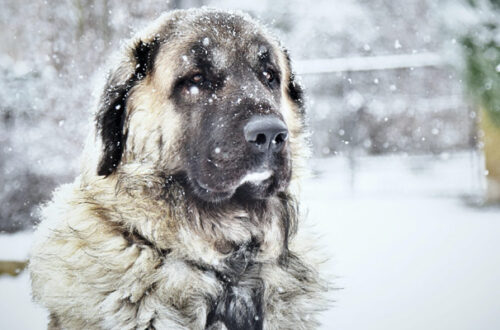 Temperature in picchiata, attenzione agli animali che vivono fuori thumb