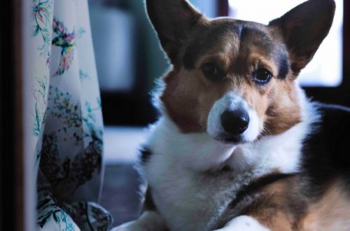 Il mio cane ha paura dei botti, cosa fare? thumb
