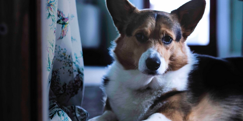 Il mio cane ha paura dei botti, cosa fare? cover