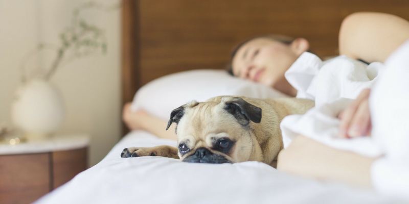 Coldiretti, 1 famiglia su tre ha animali domestici cover