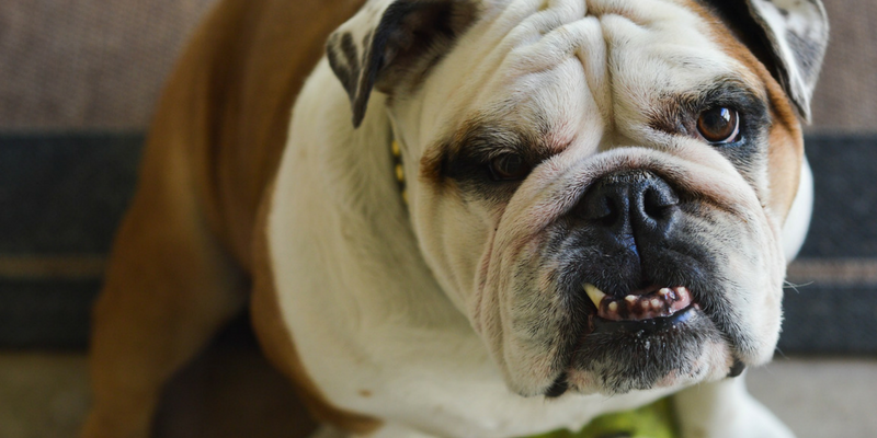 Assicurazione cane, una tutela non solo per Fido cover