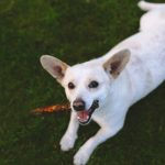 cane-con-osso-in-bocca