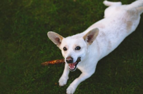 Corna di cervo: la scelta ecologica e cruelty free per i denti di Fido thumb