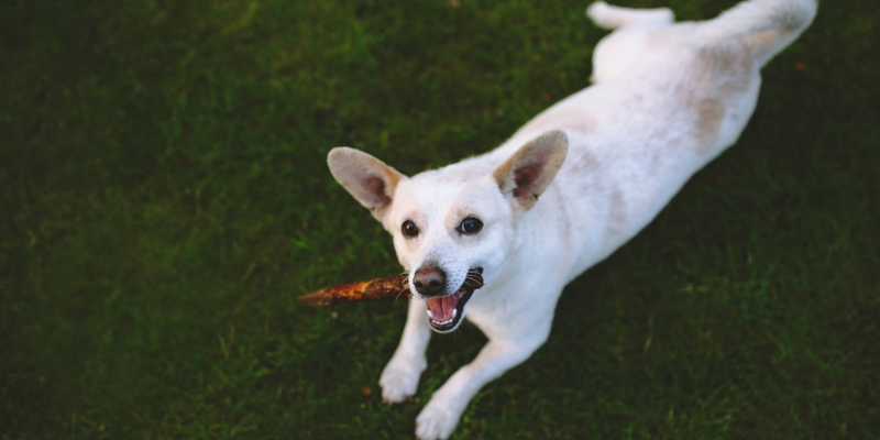 Corna di cervo: la scelta ecologica e cruelty free per i denti di Fido cover