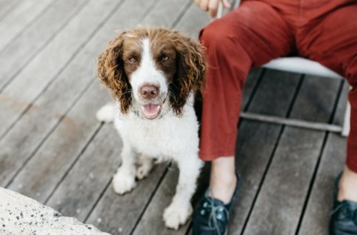 Linguaggio del cane, questo sconosciuto thumb