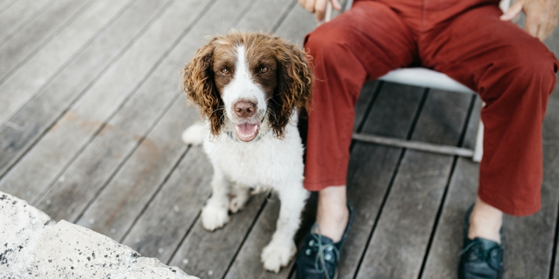 Linguaggio del cane, questo sconosciuto cover