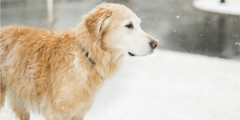 Alimentazione cane in inverno, cosa cambia? cover