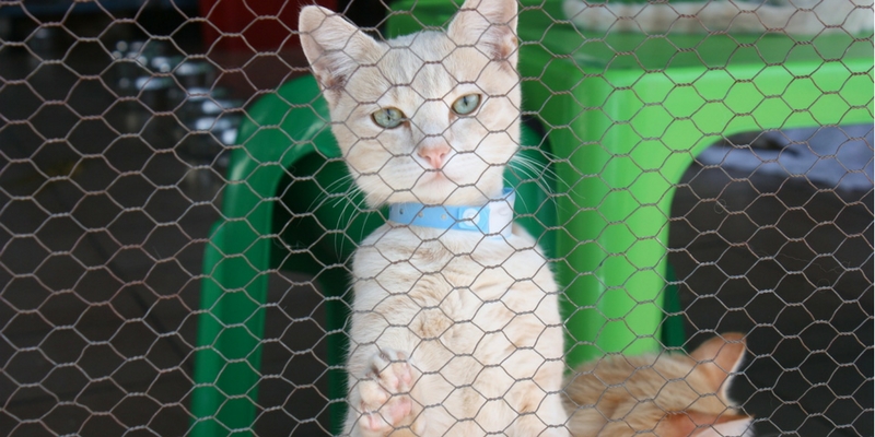 Sabato 20 gennaio a Riccione raccolta alimentantare per cani e gatti senza famiglia cover