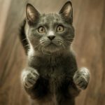 quanto deve mangiare un gatto
