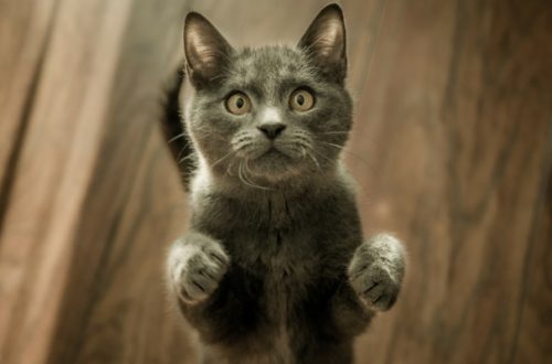 Quanto deve mangiare un gatto? Dosi e abitudini thumb