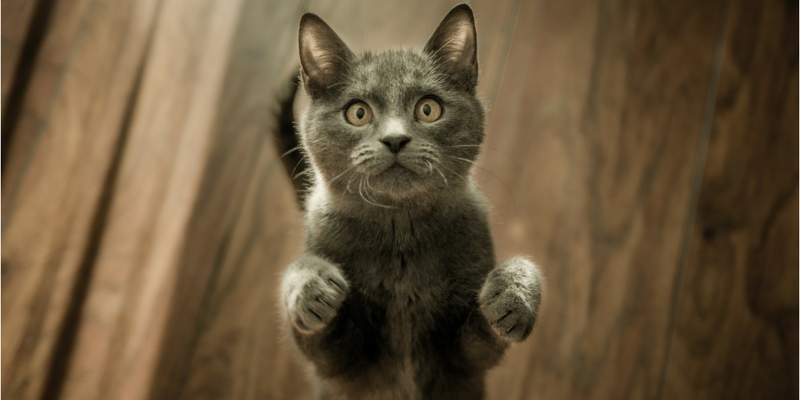 Quanto deve mangiare un gatto? Dosi e abitudini cover