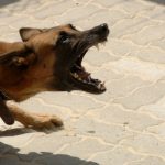 pastore-tedesco-attacco