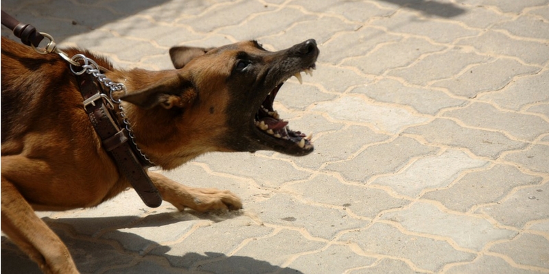 Cani aggressivi: è quasi sempre questione di padroni incompetenti cover