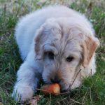 alimentazione vegetariana