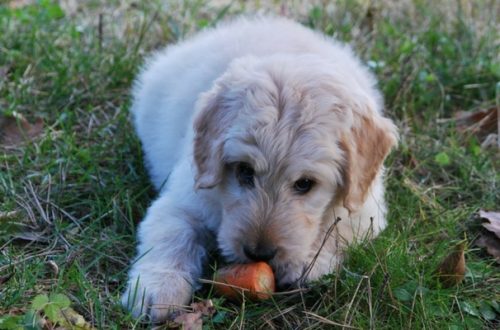 Alimentazione vegetariana per cani e gatti? Attenzione alle carenze alimentari thumb