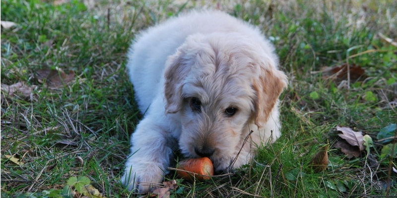 Alimentazione vegetariana per cani e gatti? Attenzione alle carenze alimentari cover