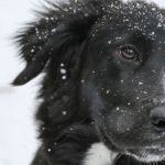 cane-e-neve