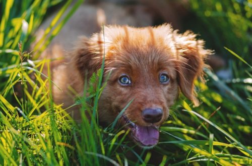 Antiparassitario naturale per cani e gatti: l’olio di Neem thumb