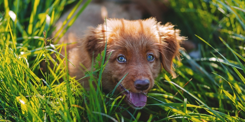 Antiparassitario naturale per cani e gatti: l’olio di Neem cover