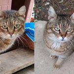 gattina-chicca-gattile-cecina