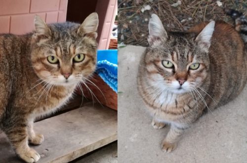 Gatti in adozione: la storia di Chicca, la micia che non meritava di essere curata thumb