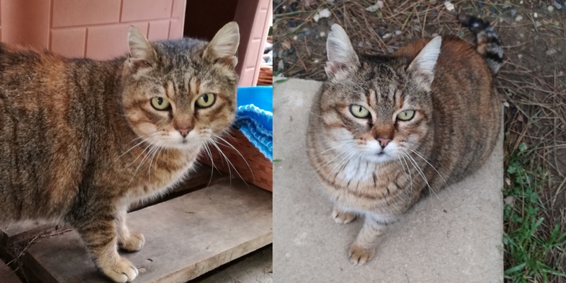 Gatti in adozione: la storia di Chicca, la micia che non meritava di essere curata cover
