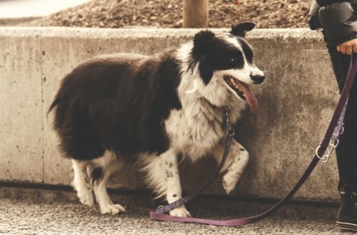 Olfatto cane: l’importanza di lasciare annusare gli odori in passeggiata thumb