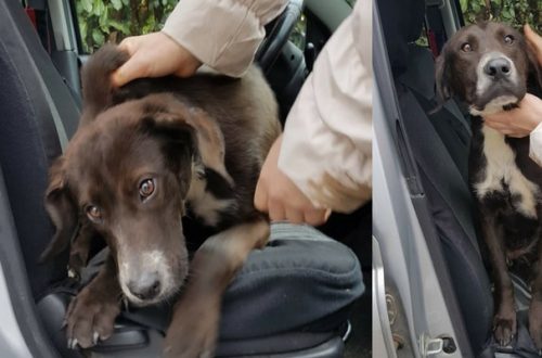 Adozione cani: Sissi sogna di diventare la principessa di una famiglia thumb