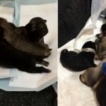 sette-cuccioli-abbandonati-scatolone