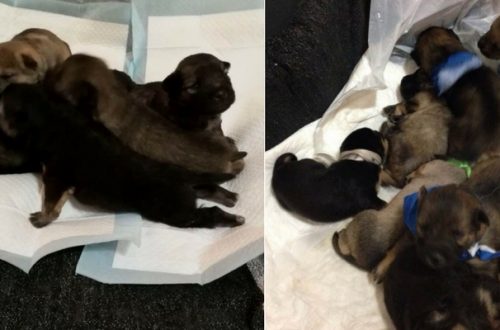 Cuccioli cane, 7 piccoli abbandonati dentro ad uno scatolone nel leccese thumb